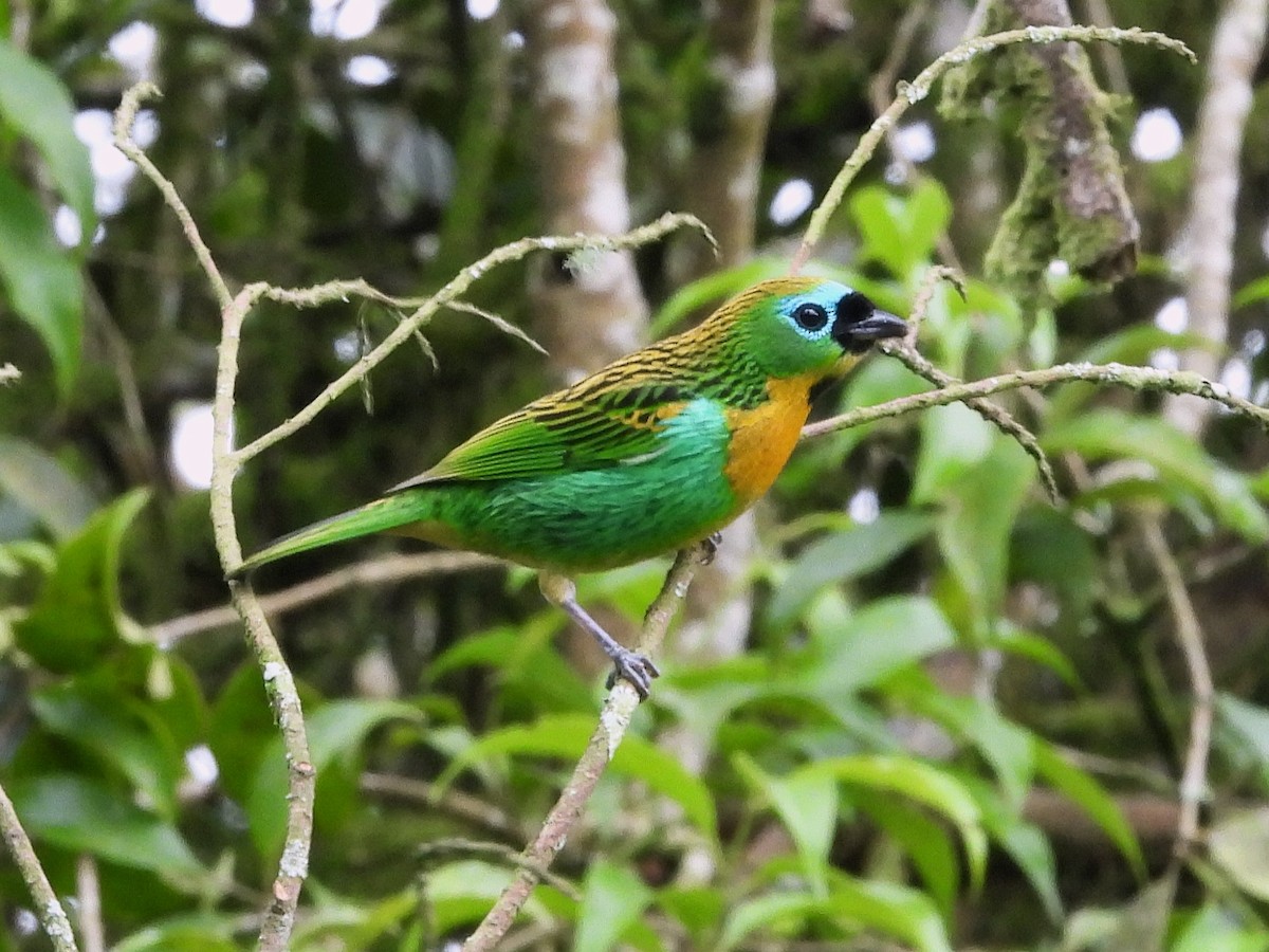 Brassy-breasted Tanager - ML637988709