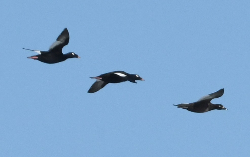 Stejneger's Scoter - ML637988855