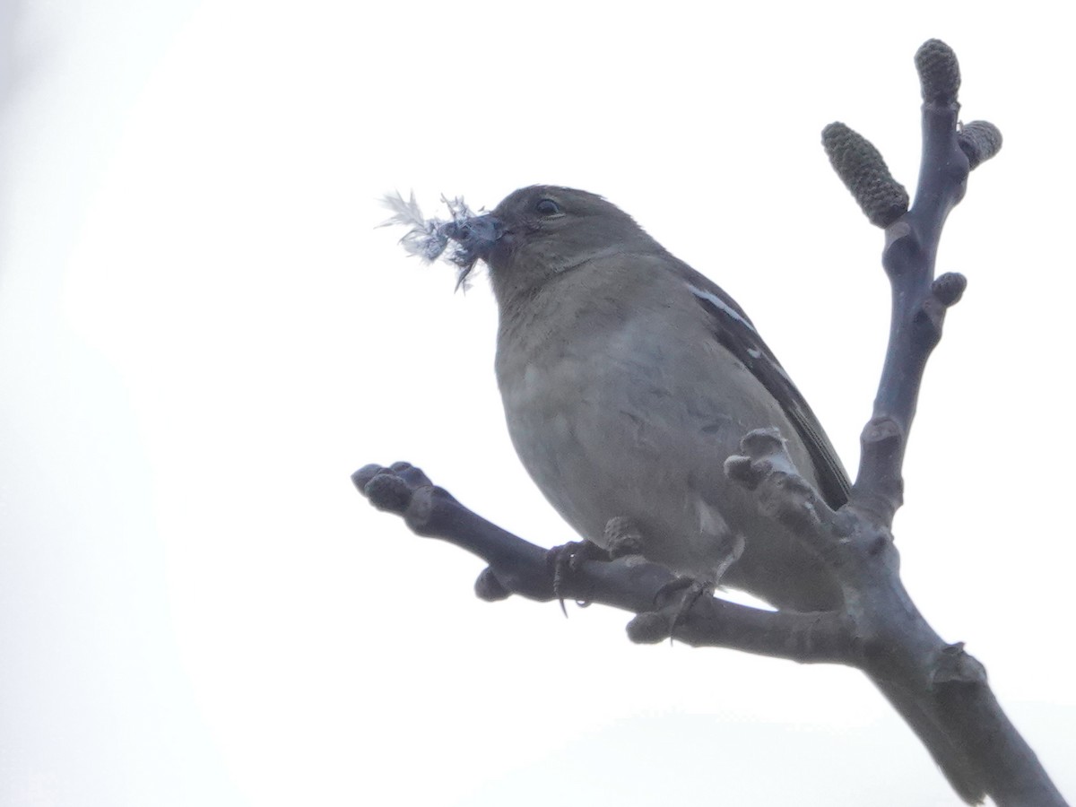 African Chaffinch - ML637988905