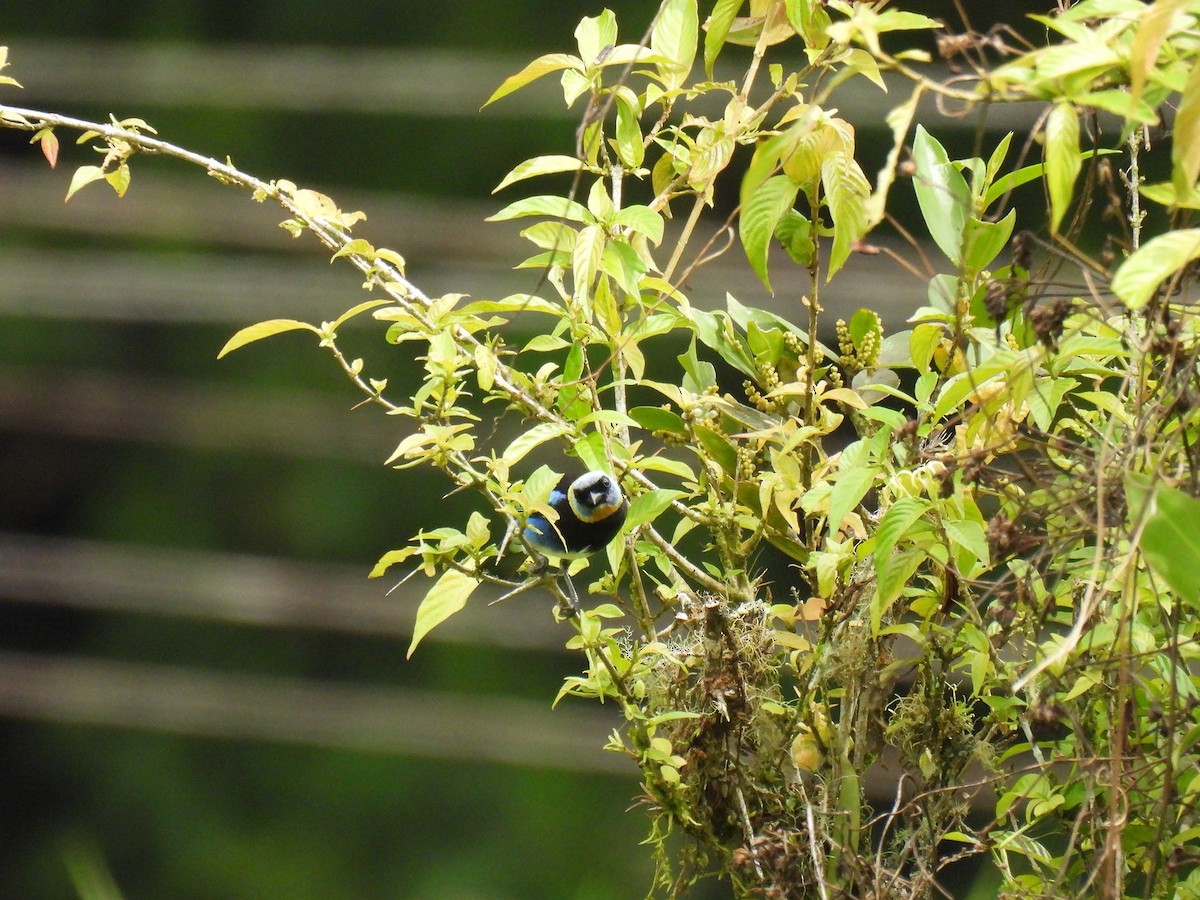 Golden-hooded Tanager - ML637988961