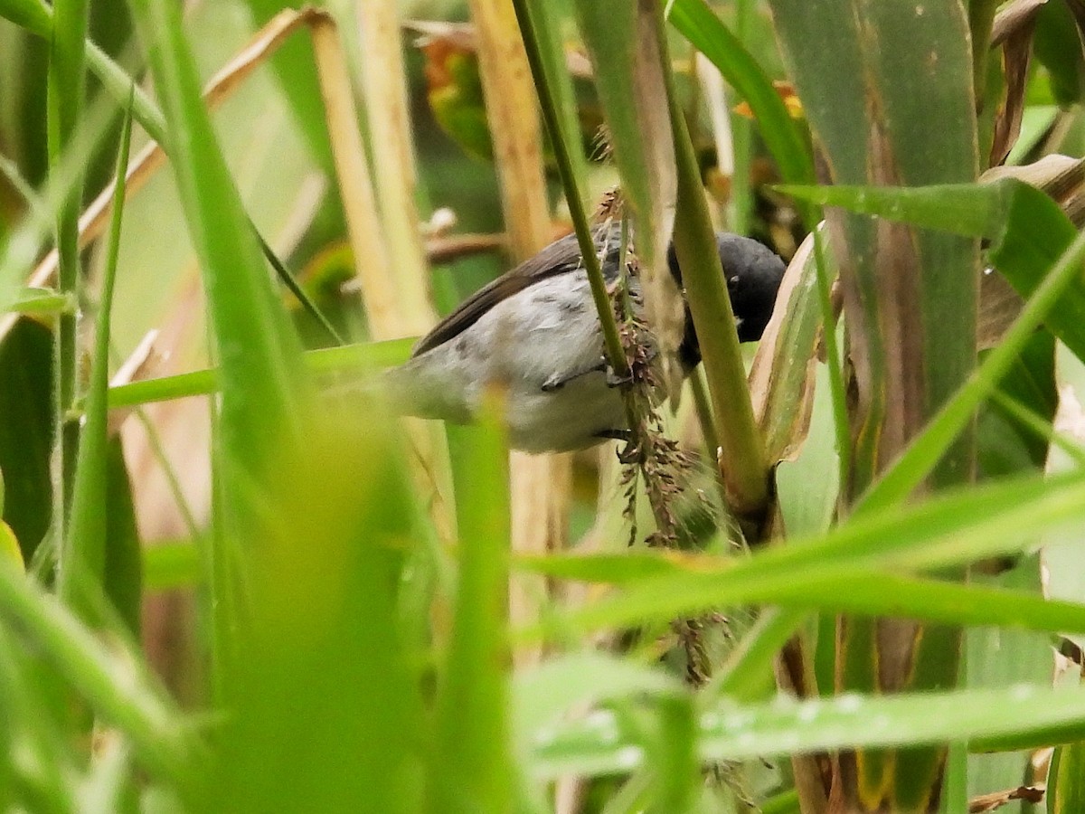 Double-collared Seedeater - ML637988968