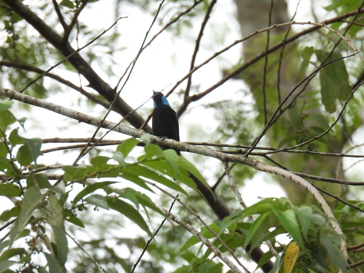 Scarlet-thighed Dacnis - ML637988969