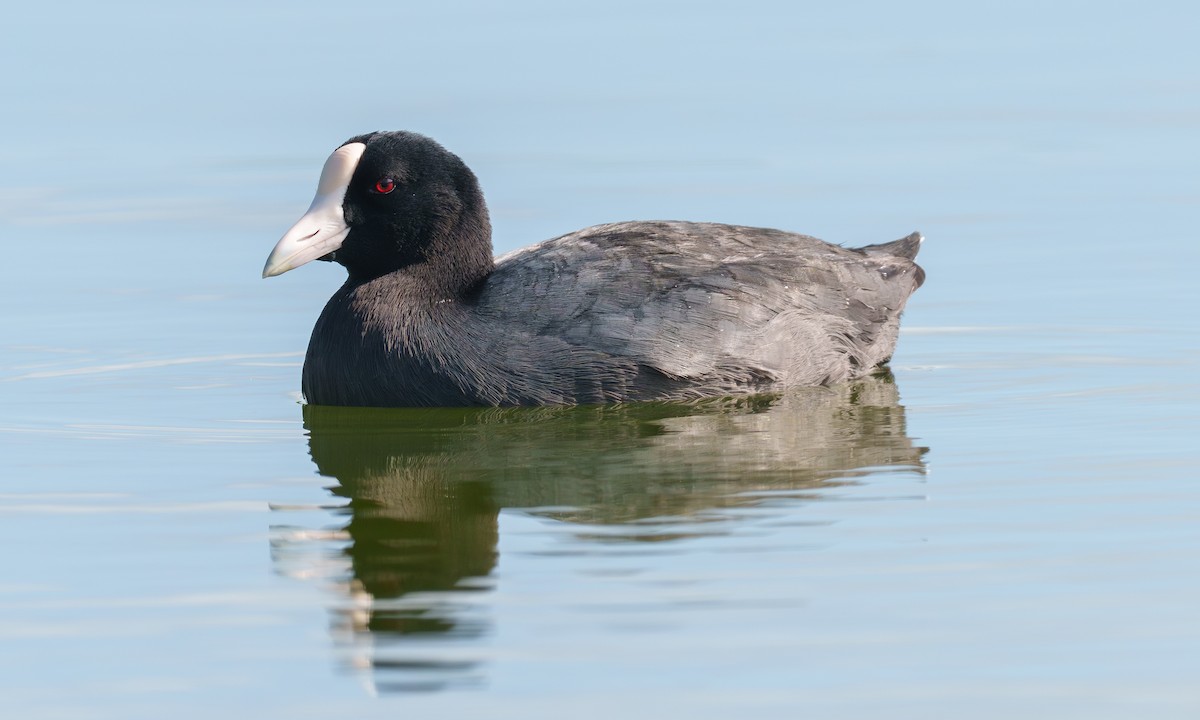 Hawaiian Coot - ML637989073