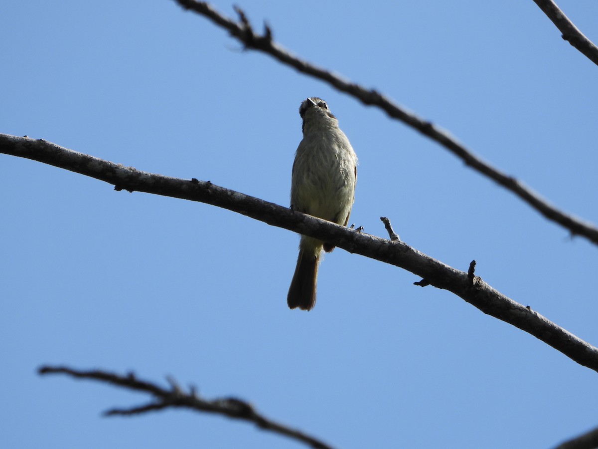 Venezuelan Tyrannulet - ML637989120