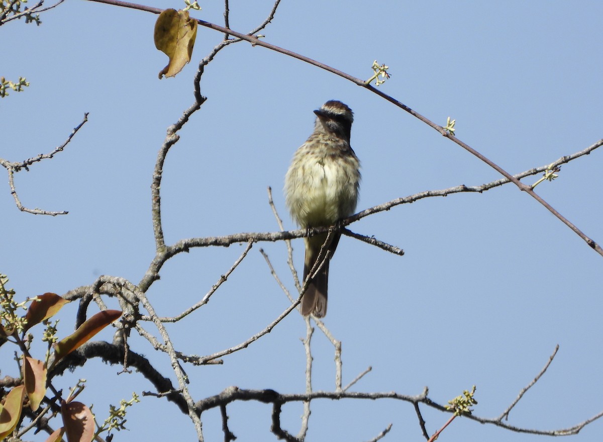 Variegated Flycatcher - ML637989138