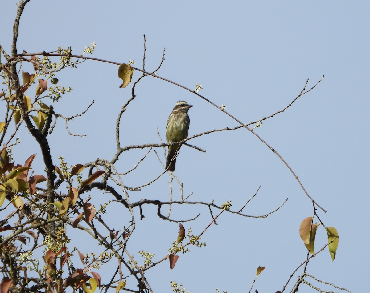 Variegated Flycatcher - ML637989140