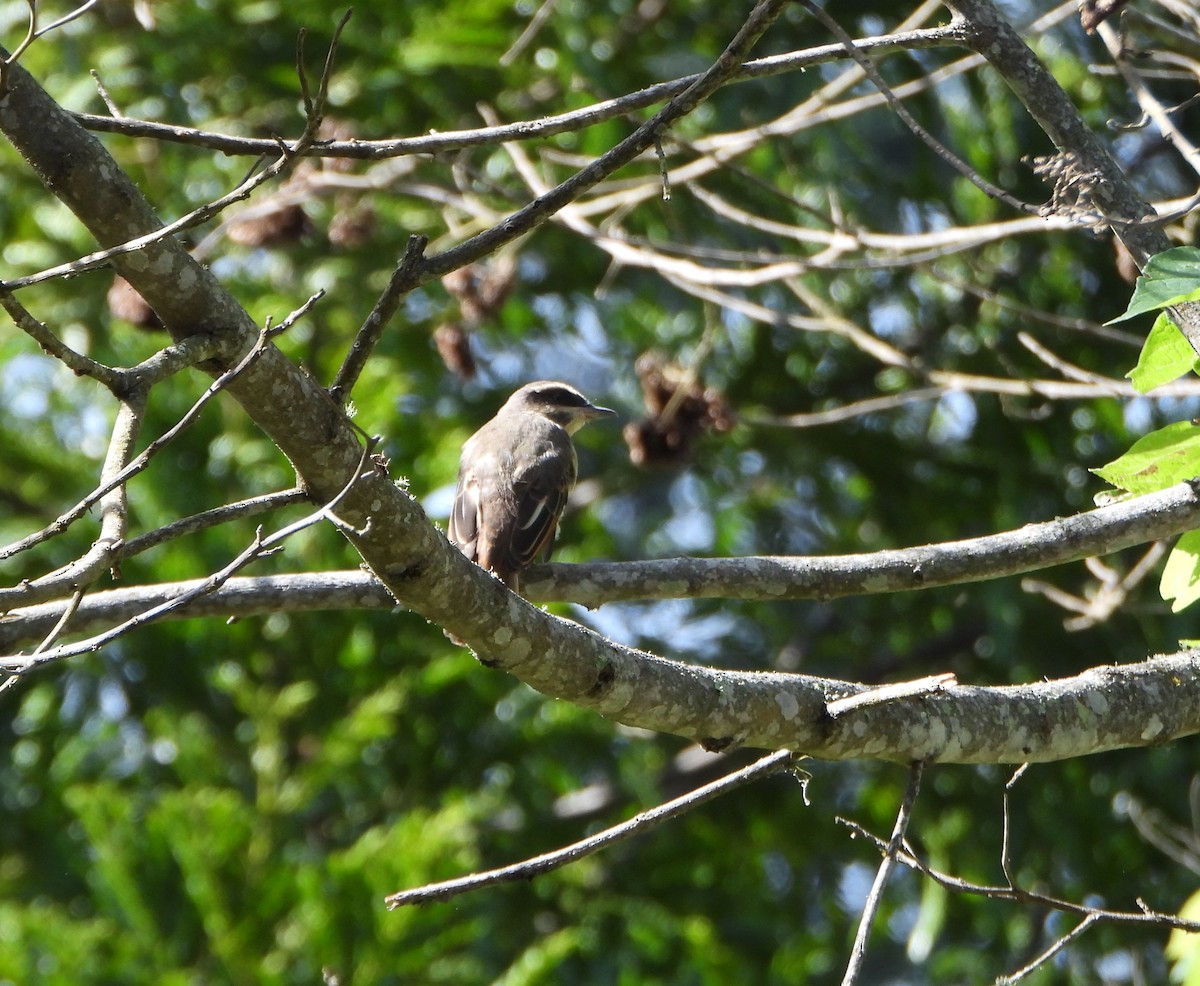 Golden-bellied Flycatcher - ML637989158