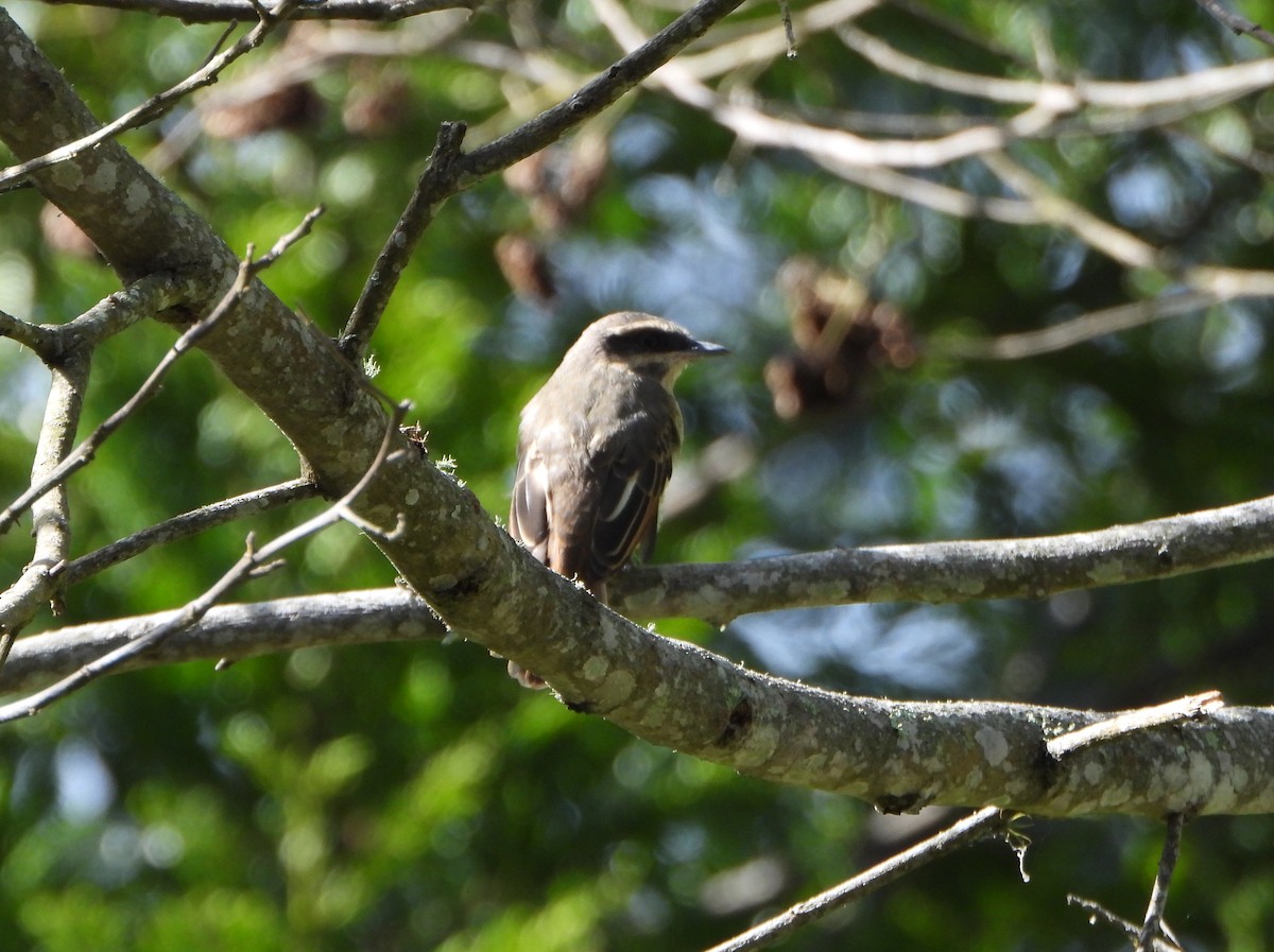 Golden-bellied Flycatcher - ML637989159