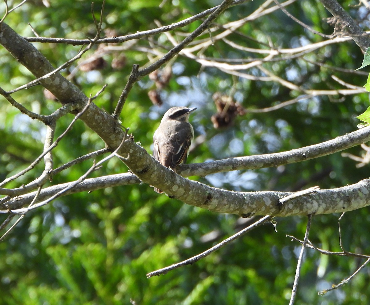 Golden-bellied Flycatcher - ML637989160