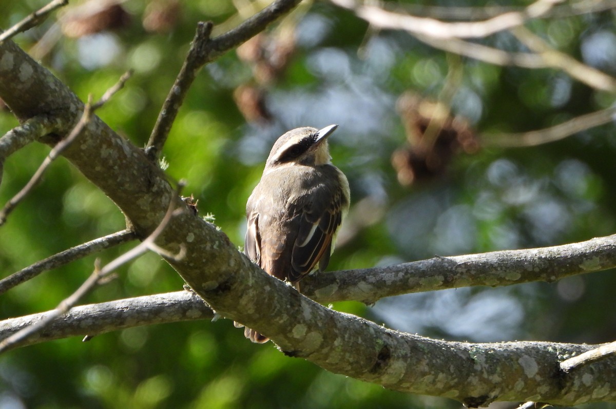 Golden-bellied Flycatcher - ML637989161
