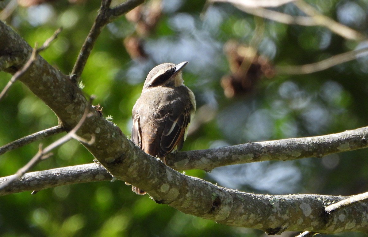 Golden-bellied Flycatcher - ML637989162