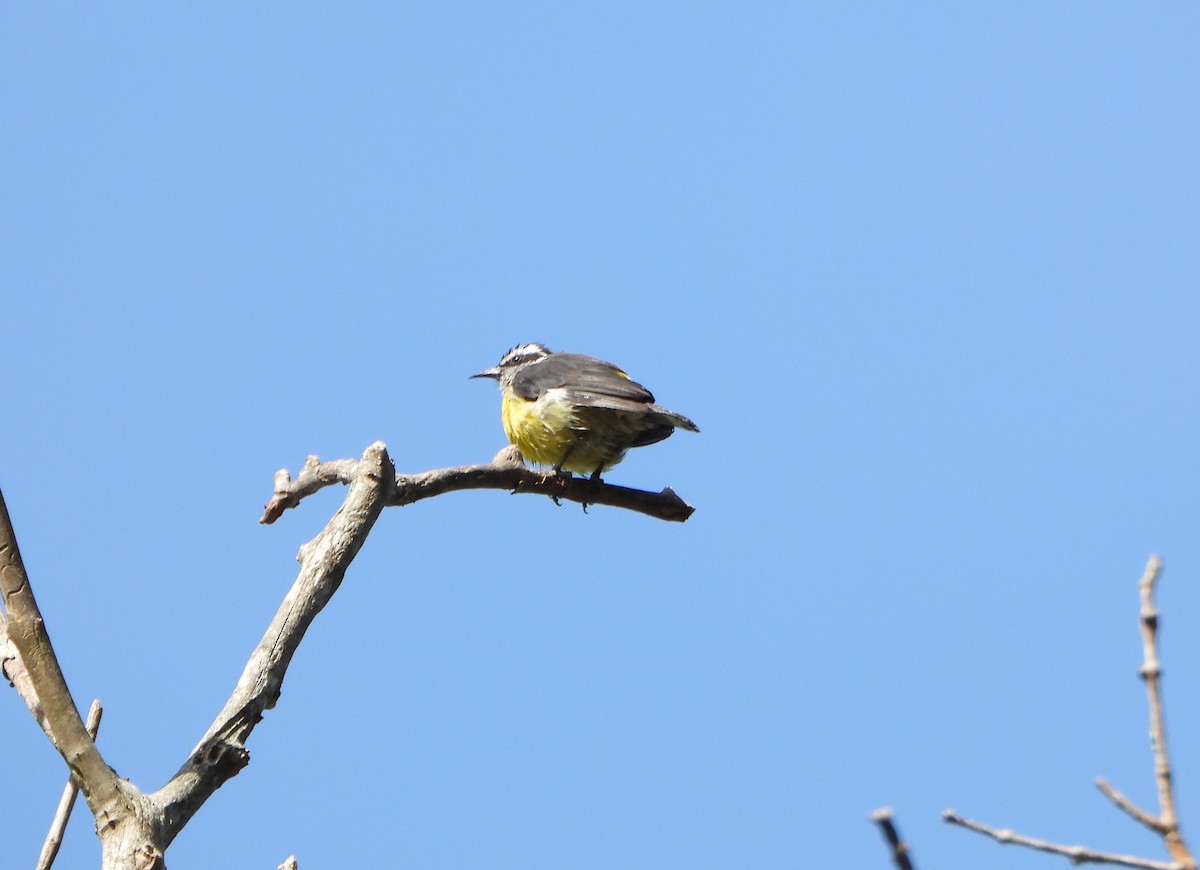 Bananaquit - ML637989183