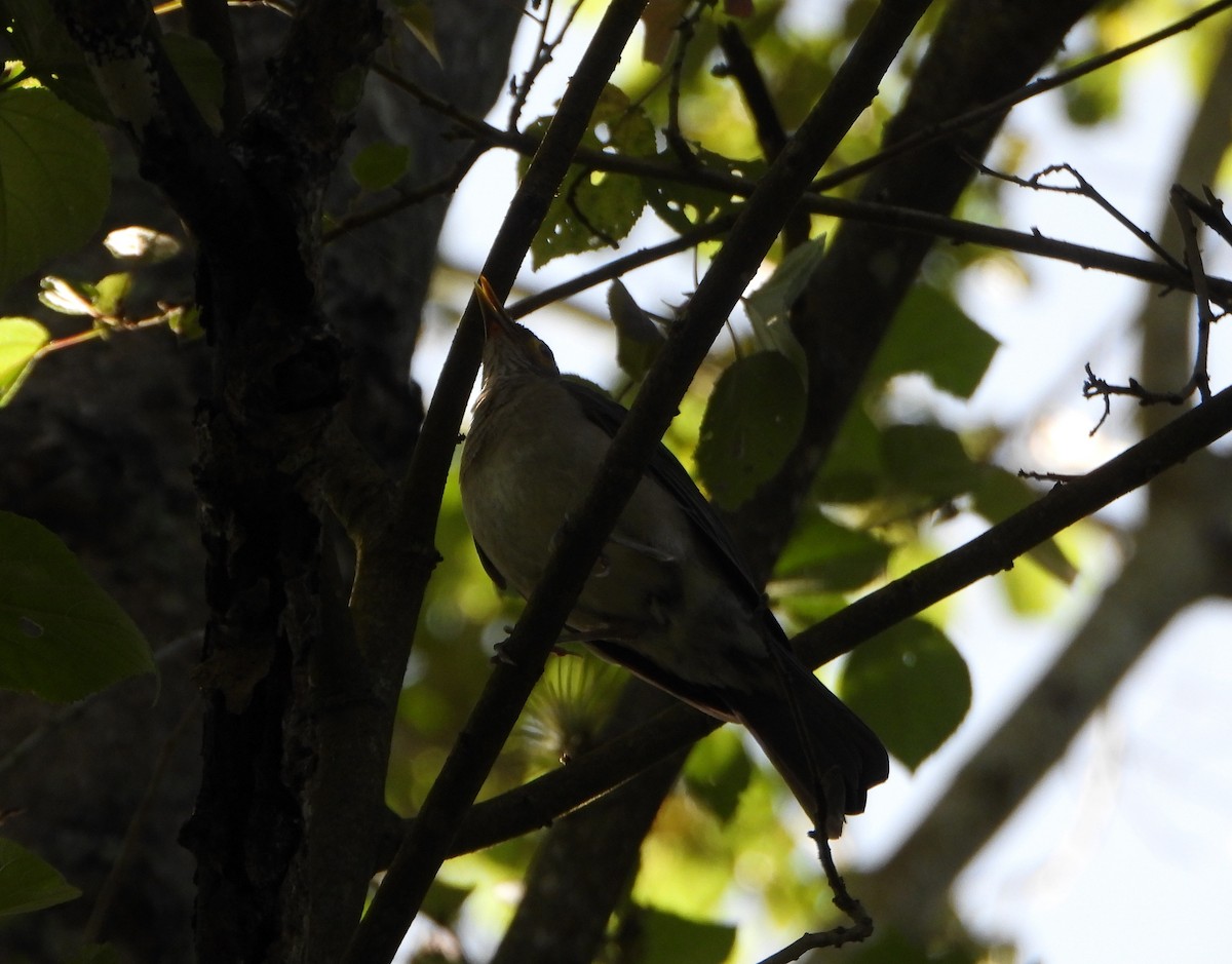 Spectacled Thrush - ML637989193