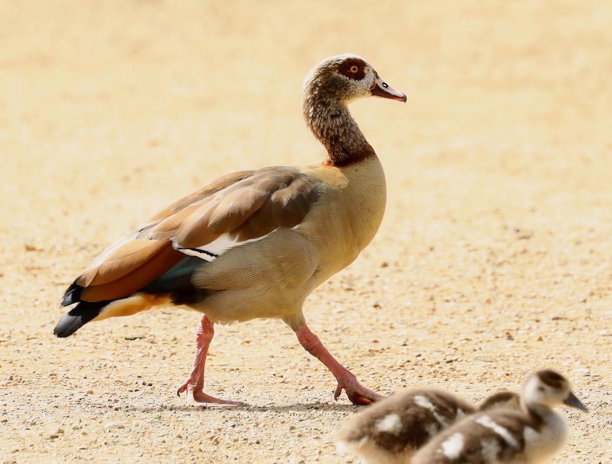 Egyptian Goose - ML637989204