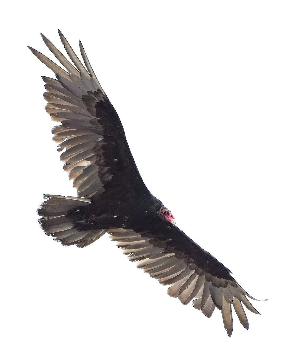 Turkey Vulture - ML637989207