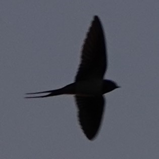 Barn Swallow - ML637989214