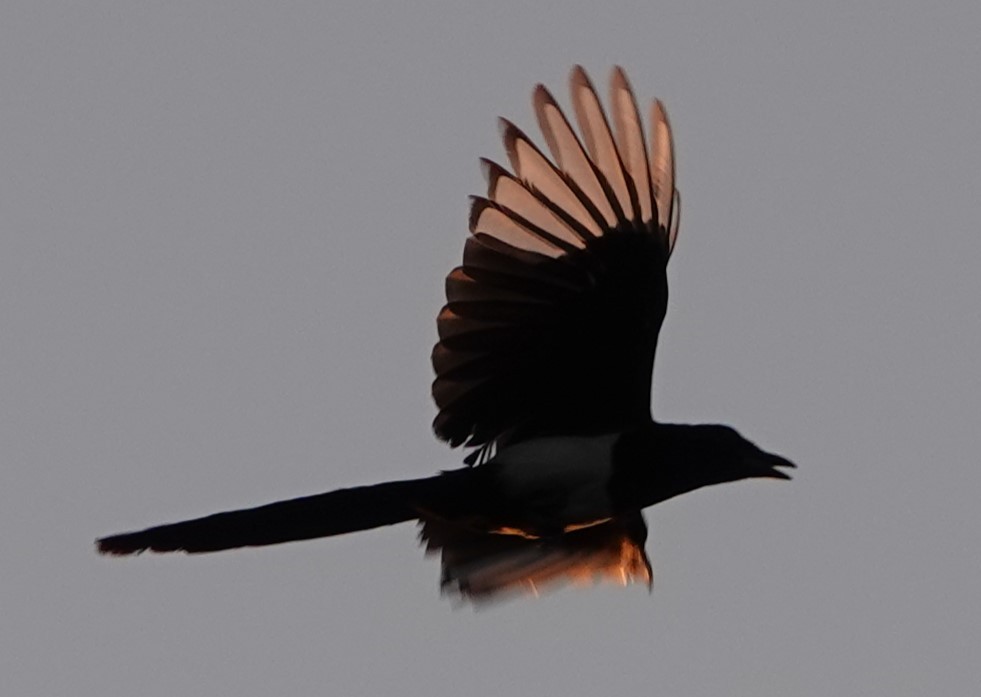 Eurasian Magpie - ML637989229