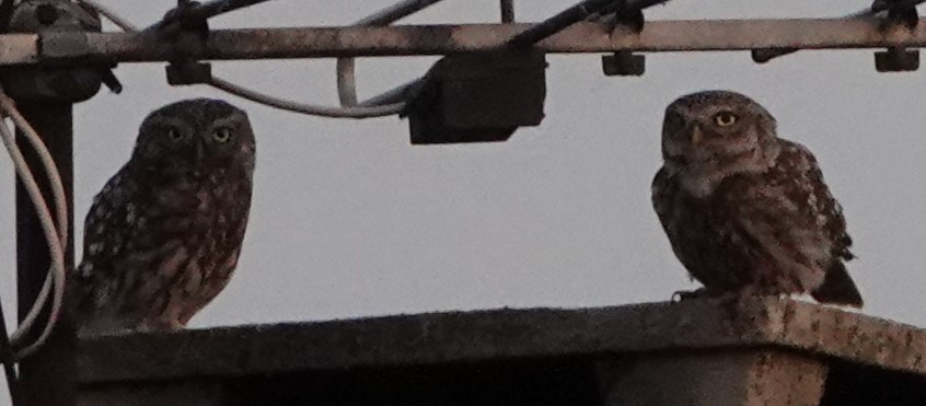 Little Owl - ML637989241