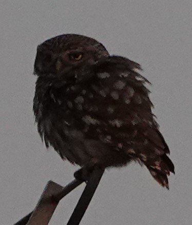 Little Owl - ML637989251