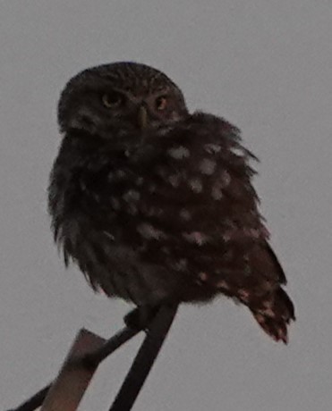 Little Owl - ML637989263