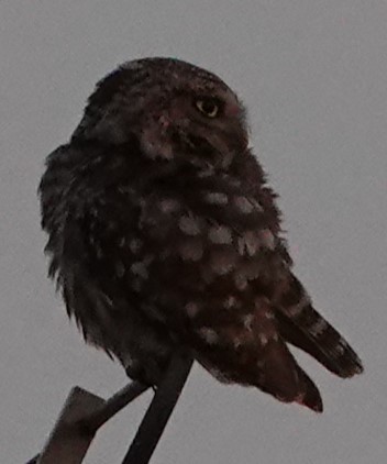 Little Owl - ML637989271