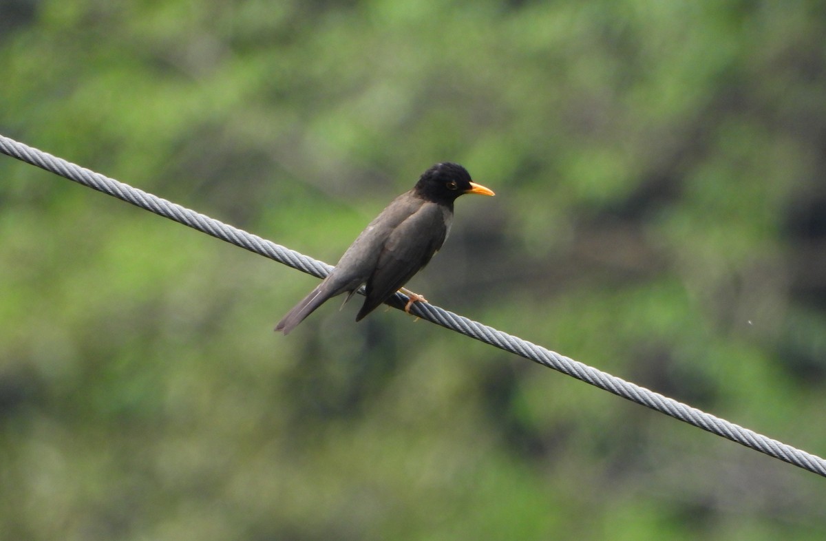 Black-hooded Thrush - ML637989278