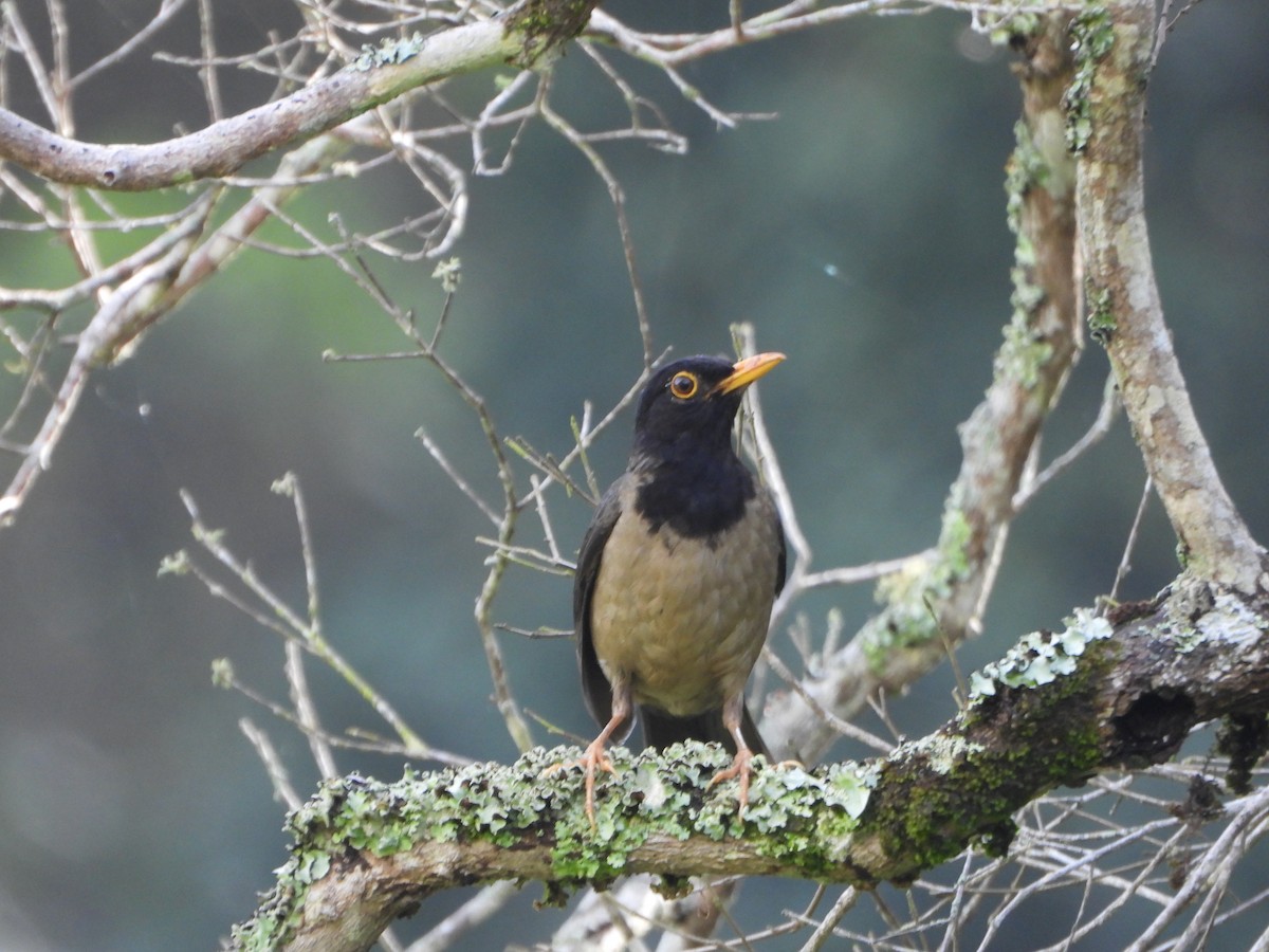 Black-hooded Thrush - ML637989280