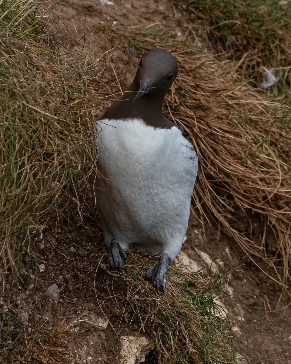 Common Murre - ML637989283