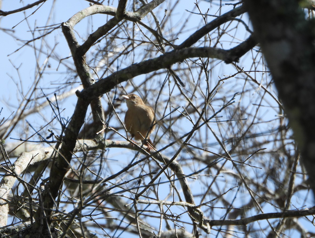 Southern House Wren - ML637989322