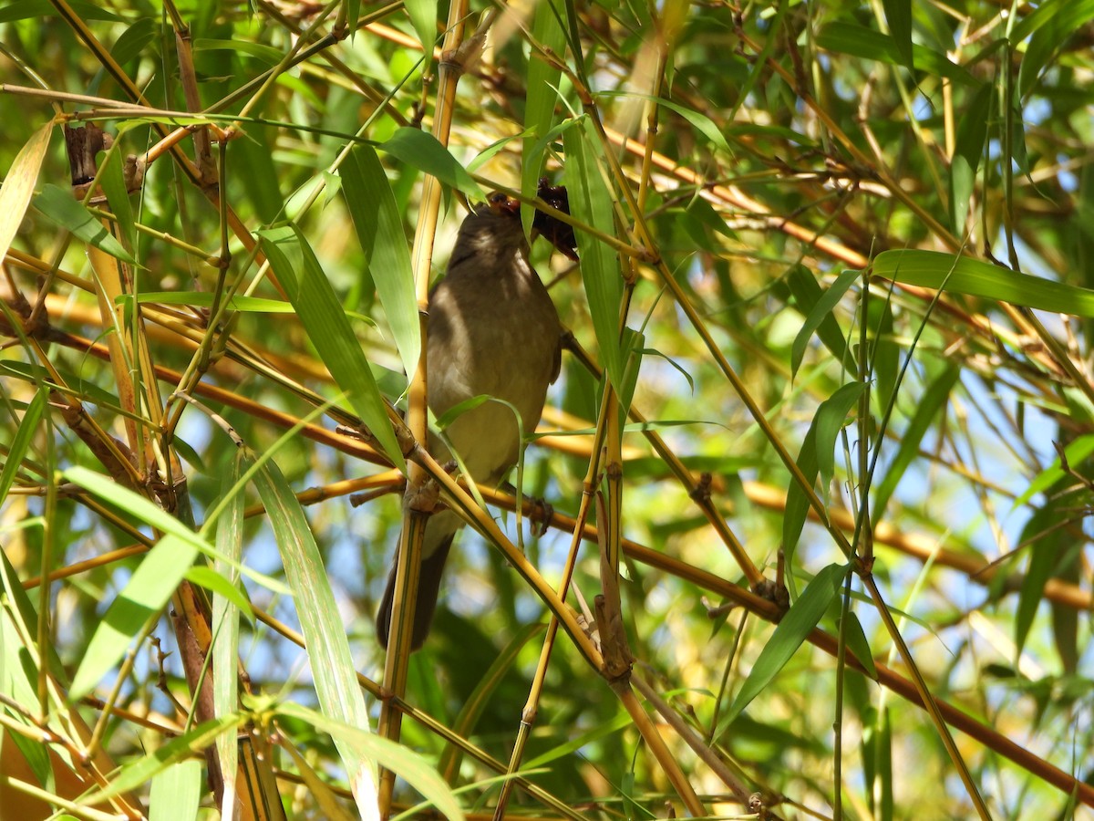 Spectacled Thrush - ML637989342