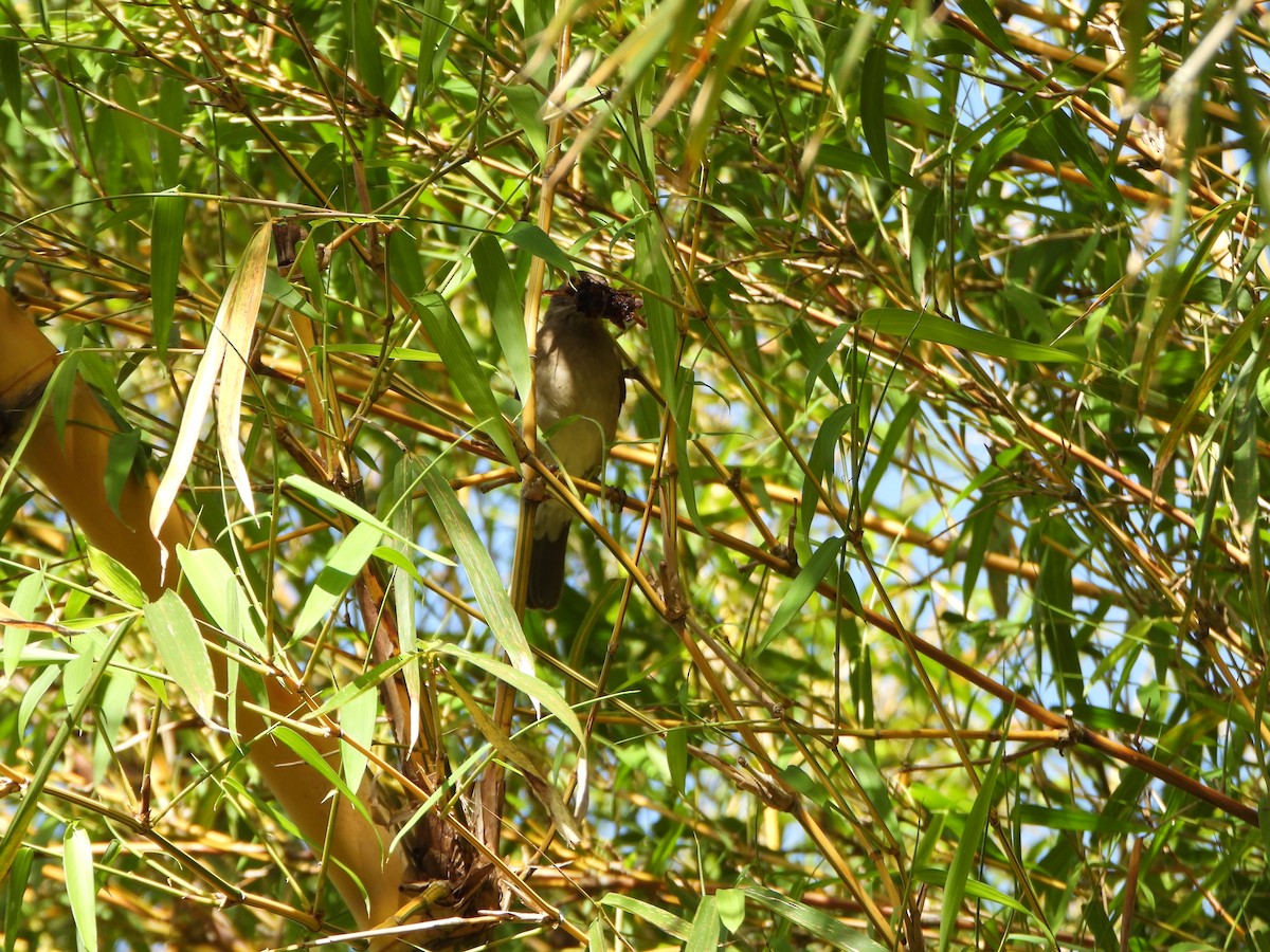 Spectacled Thrush - ML637989344