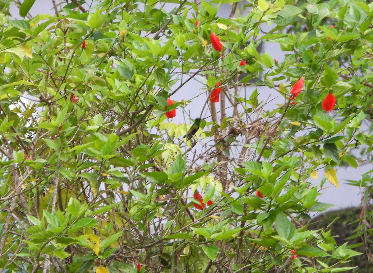 Copper-rumped Hummingbird - ML637989407