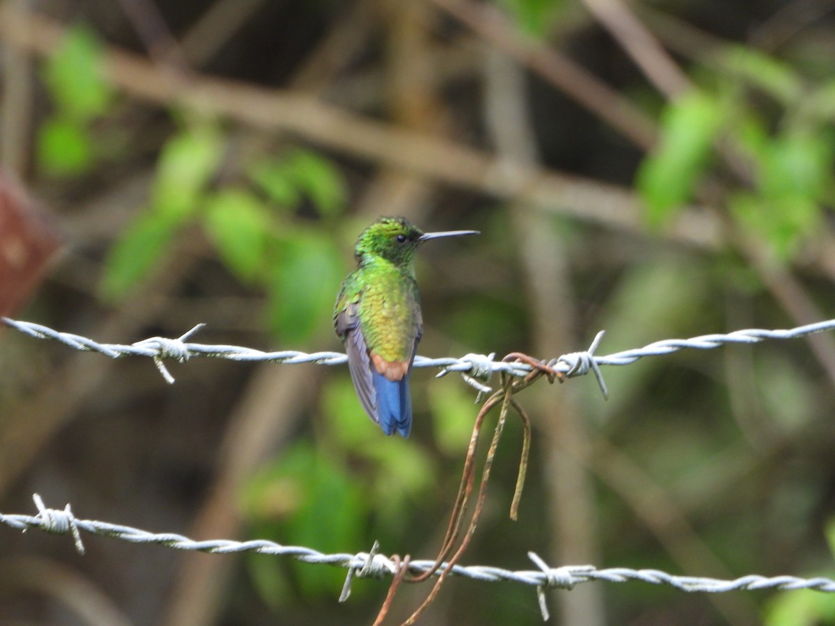 Copper-rumped Hummingbird - ML637989408