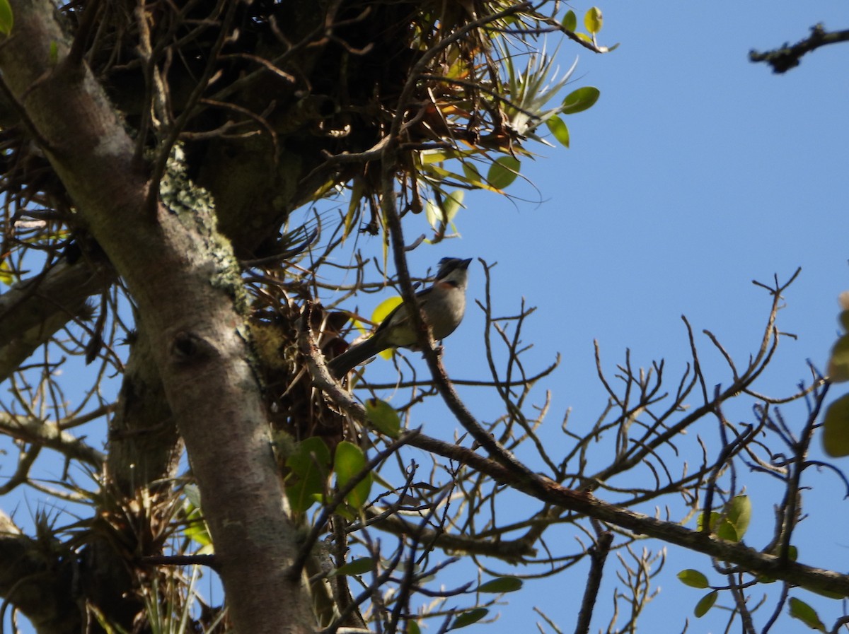 Rufous-collared Sparrow - ML637989417