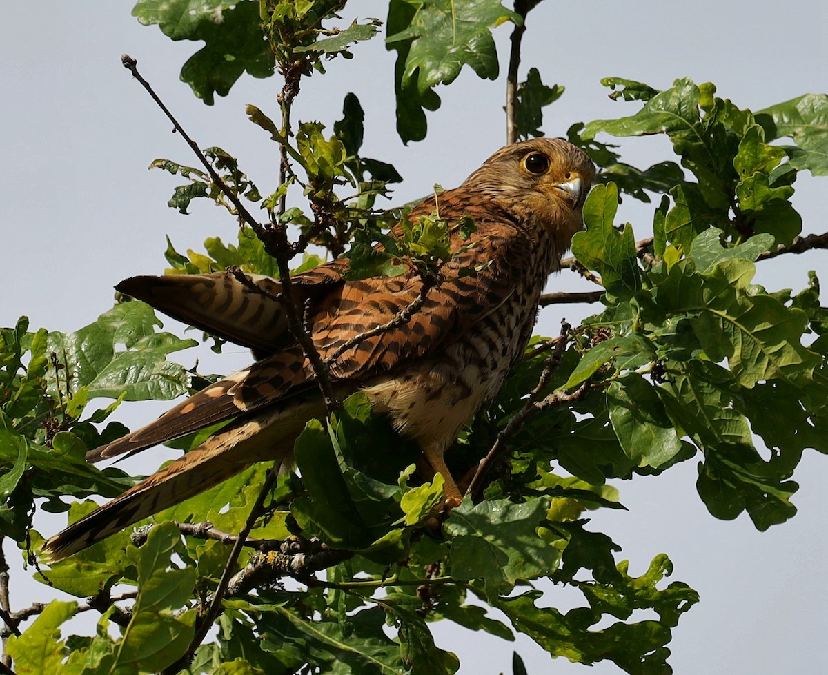 Eurasian Kestrel - ML637989449