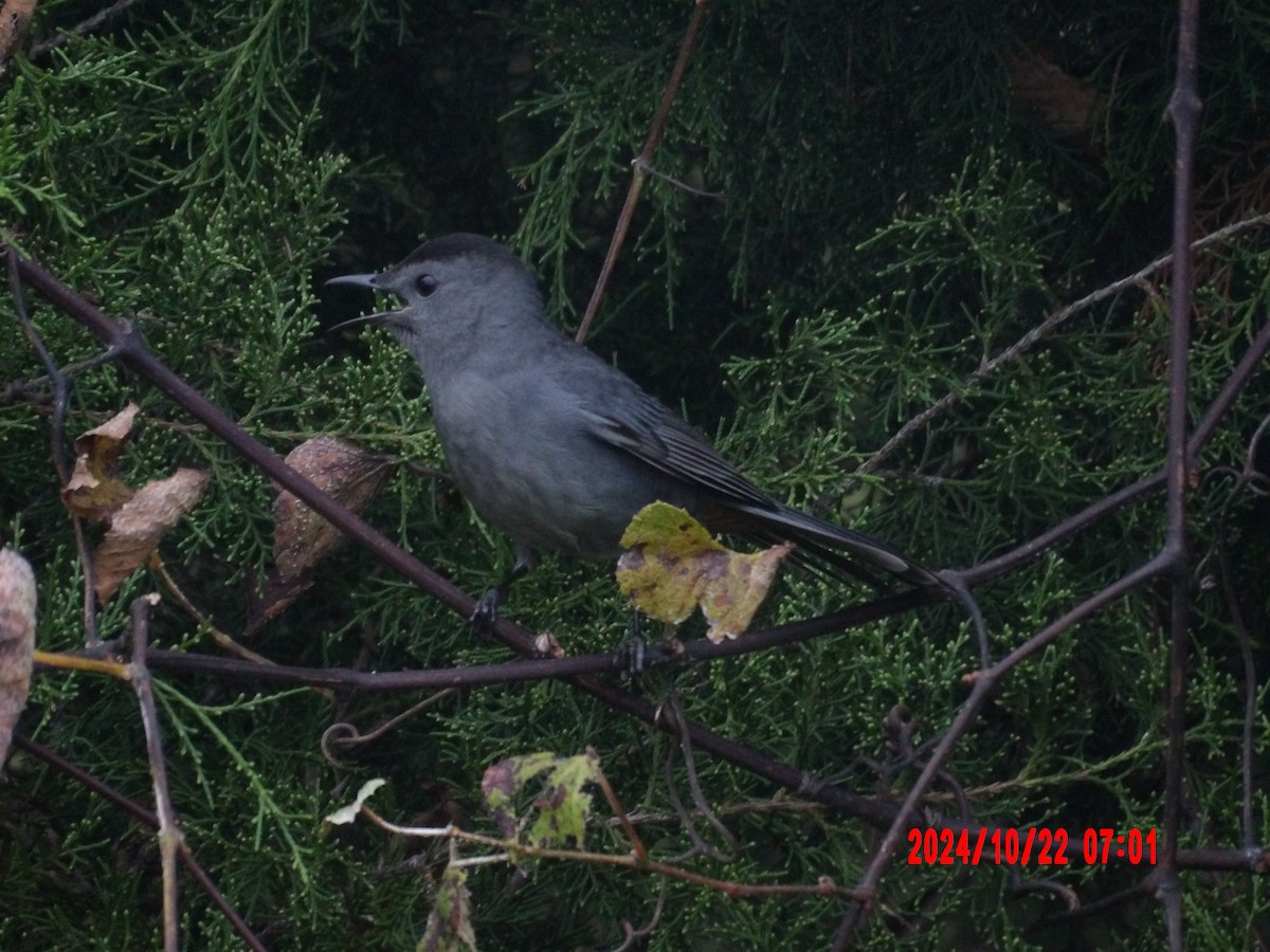Gray Catbird - ML637989454