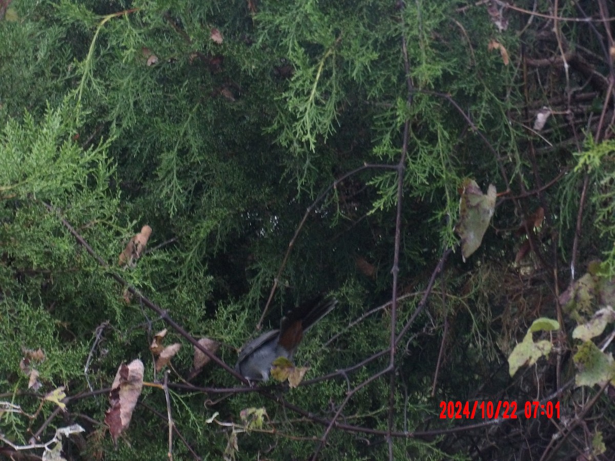 Gray Catbird - ML637989455