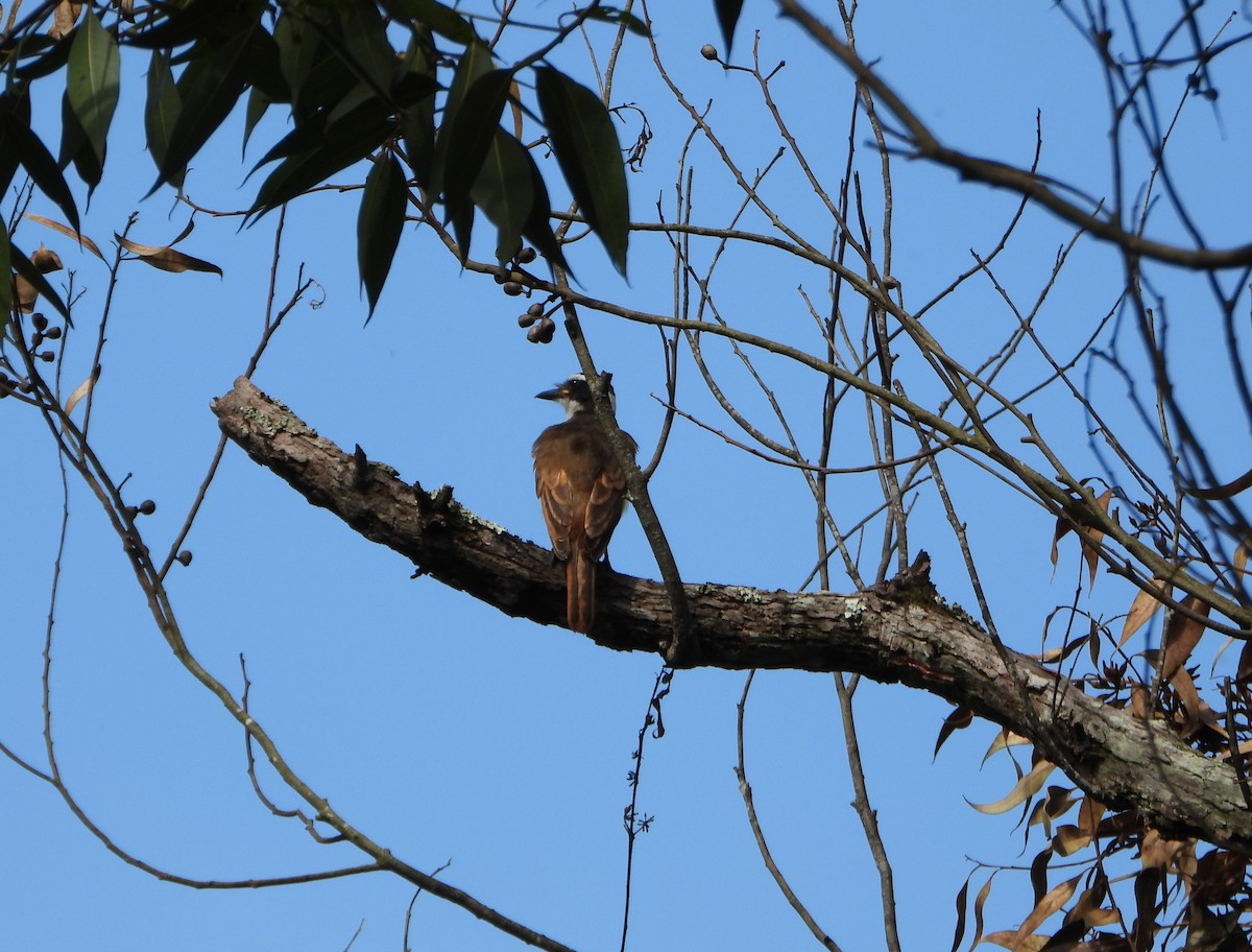 Great Kiskadee - ML637989473