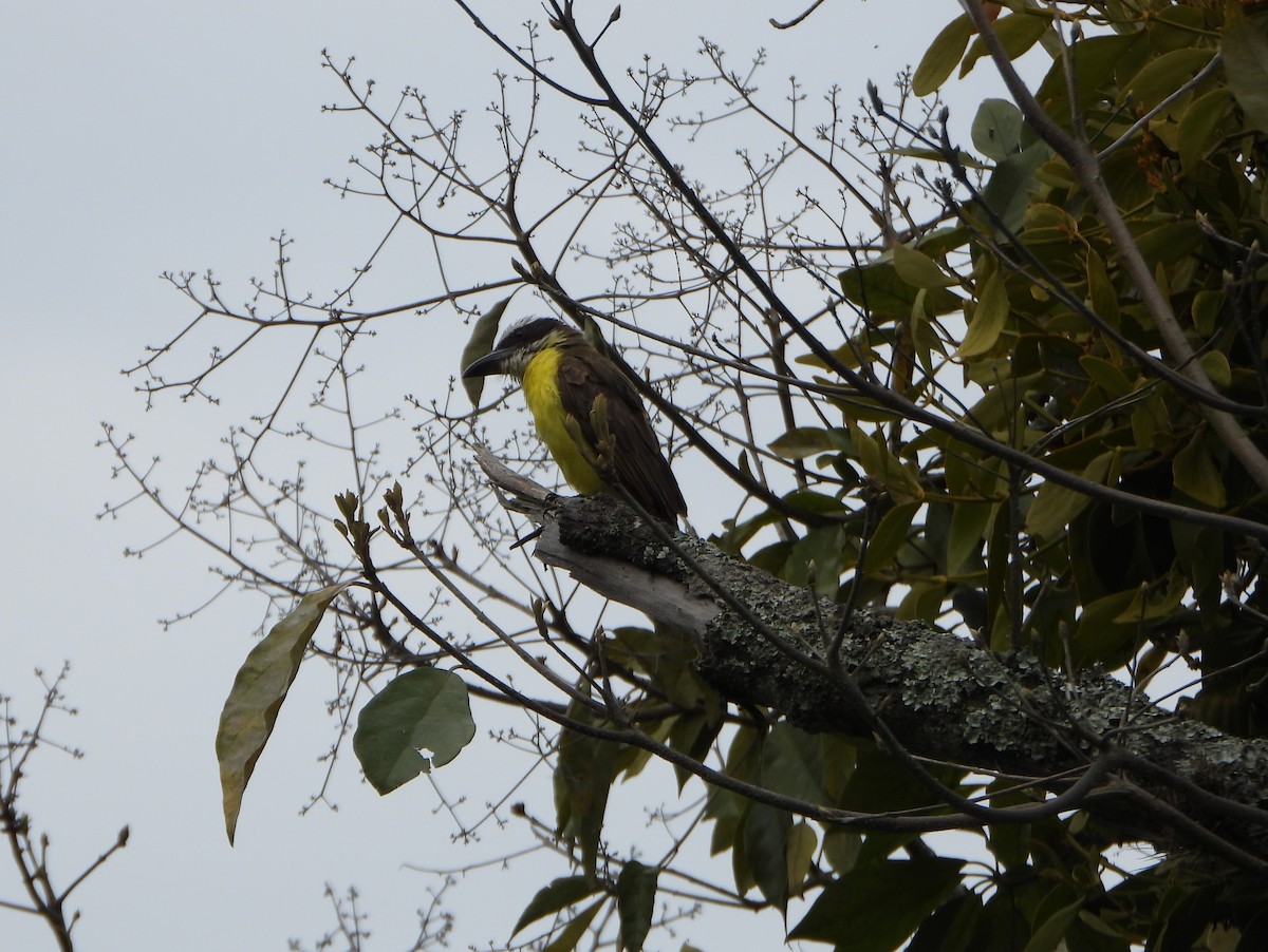 Boat-billed Flycatcher - ML637989479