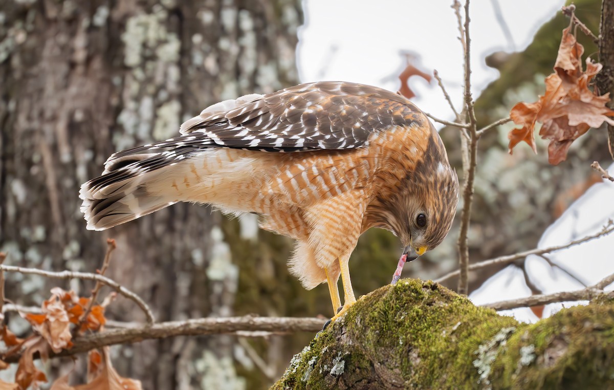 rødvingevåk (lineatus gr.) - ML637989493