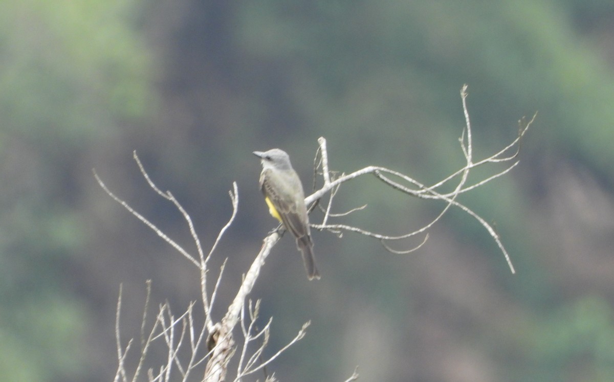 Tropical Kingbird - ML637989514