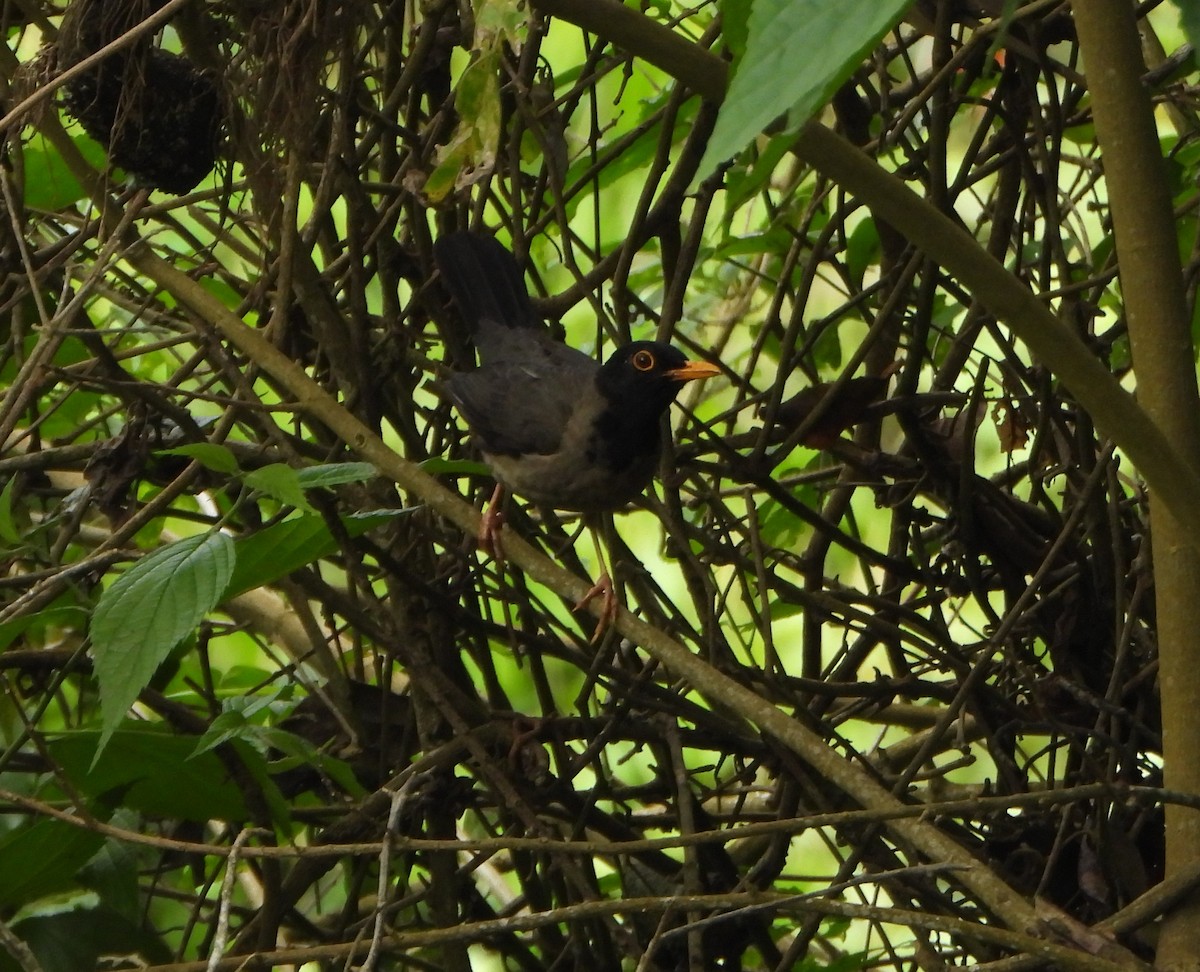 Black-hooded Thrush - ML637989531