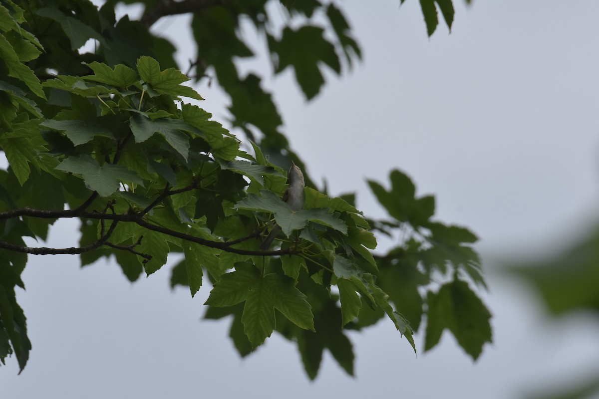 Western Bonelli's Warbler - ML637989545