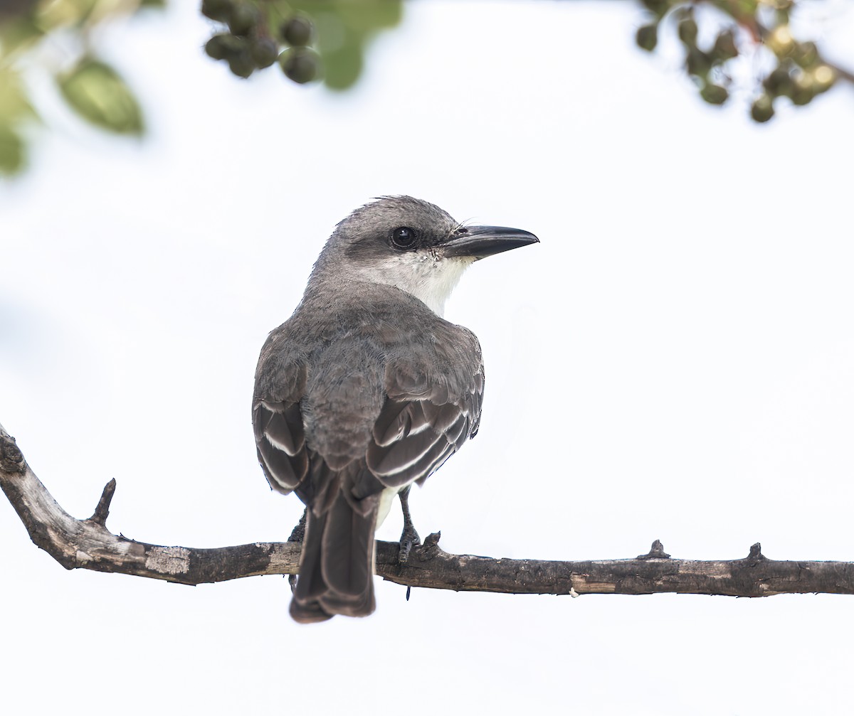 Gray Kingbird - ML637989553