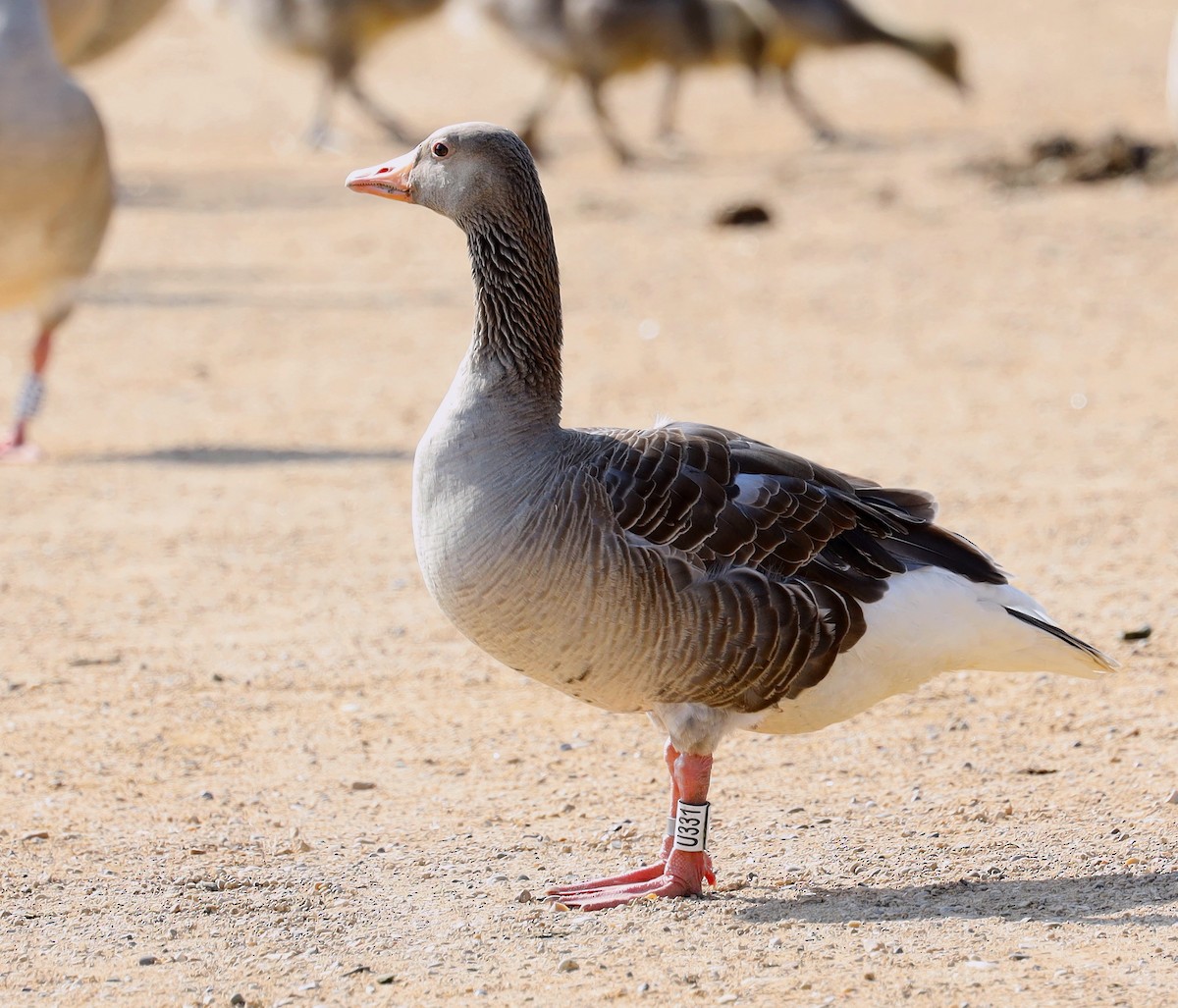 Graylag Goose - ML637989556