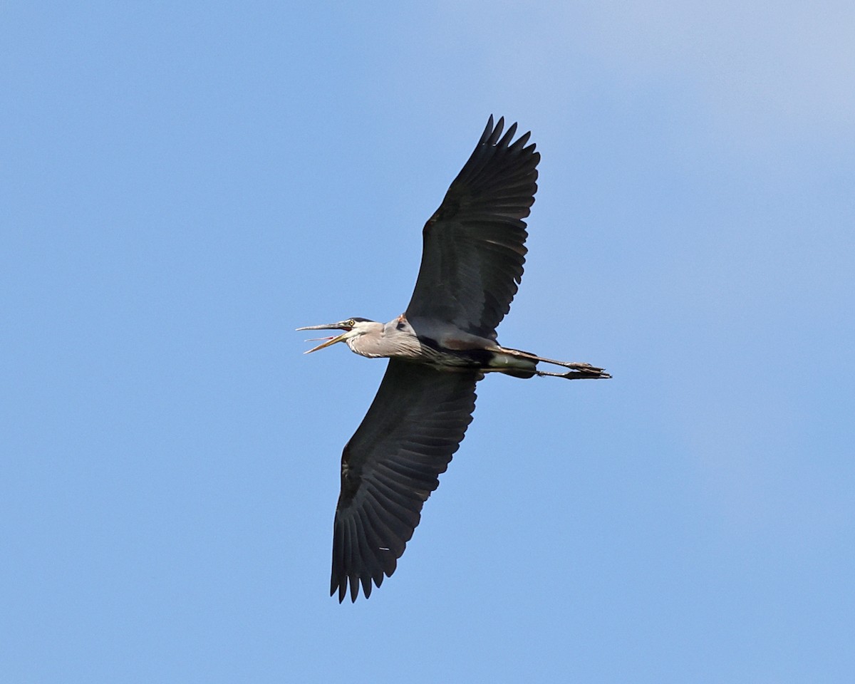 Great Blue Heron - ML637989690