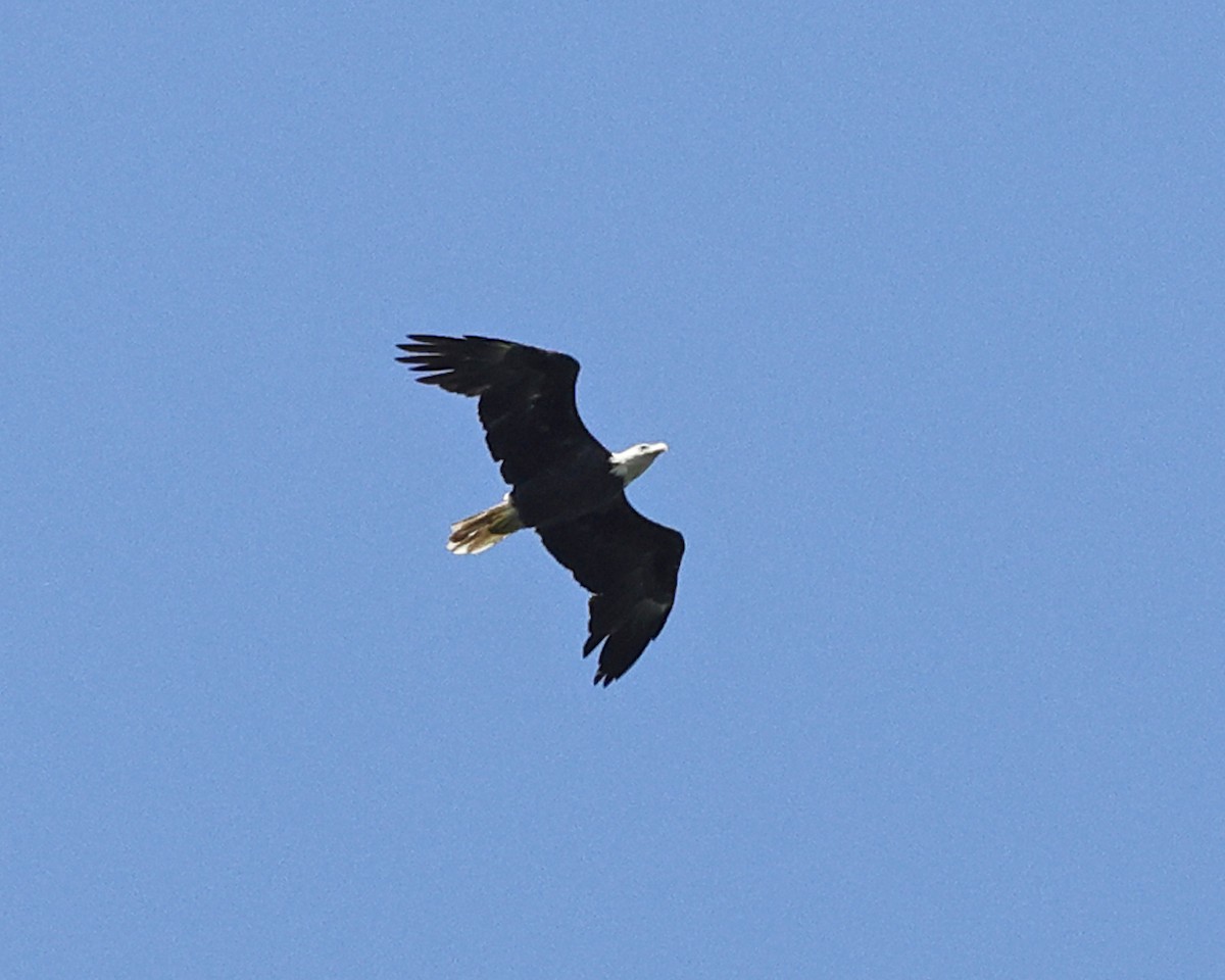 Bald Eagle - ML637989699