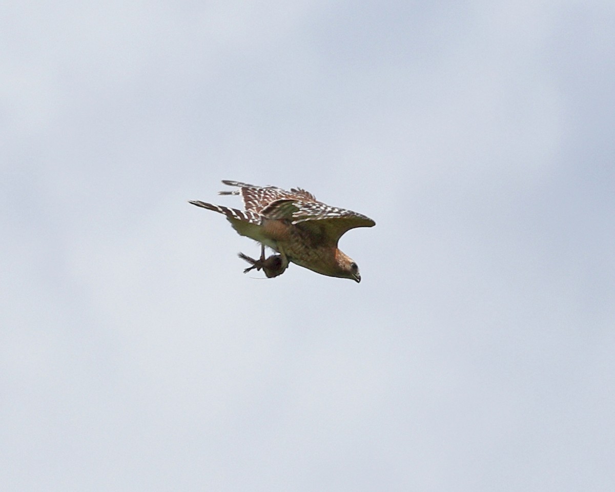 Red-shouldered Hawk - ML637989704