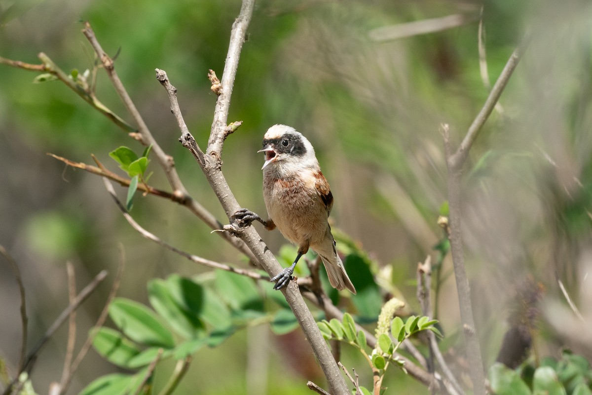 Eurasian Penduline-Tit - ML637989713