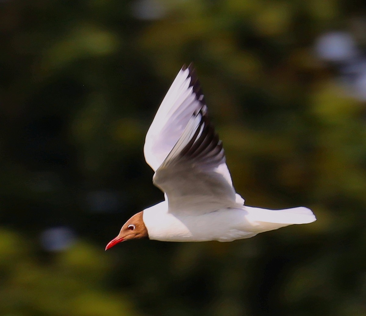 Black-headed Gull - ML637989766